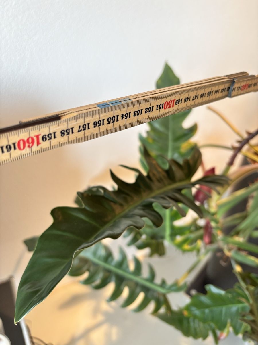 Plantes & graines: Philodendron – D'occasion à Lohn-Ammannsegg par nathaty 1