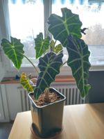 Alocasia sanderiana "Polly" - Zimmerpflanze gross!
