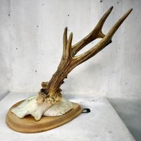 Trophée de chasse vintage, bois de cerf sur socle