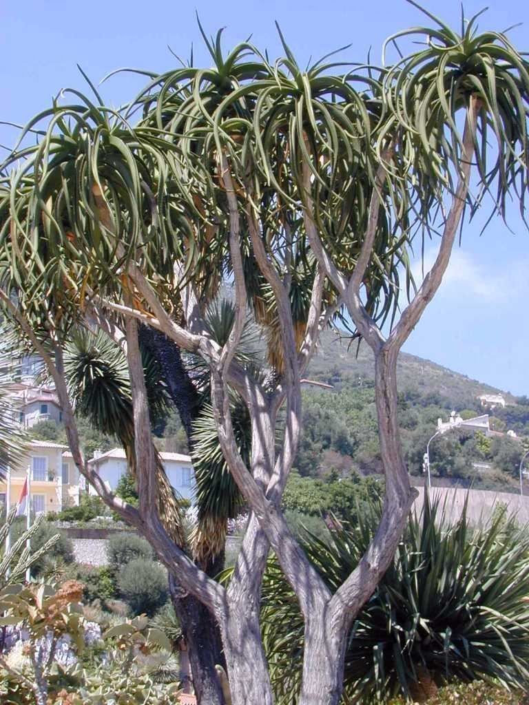 Pflanzen & Samen: Aloe géant Barberae / Bainesii 10x – Neu (gemäss Beschreibung) aus Bremblens von FIBONACCI369