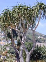 Aloe géant Barberae / Bainesii 10x
