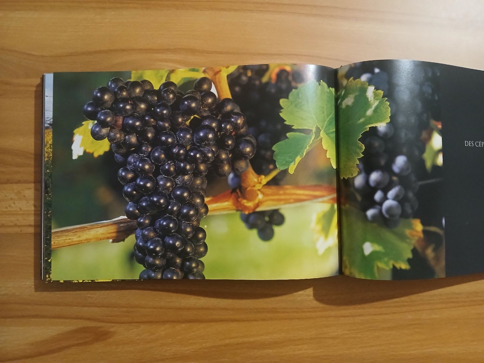 Libri: Vignobles Suisses – Usato da Le Sentier venduto da arc_2thy 8