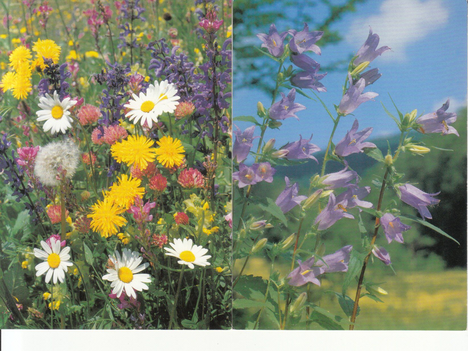 Cartoline postali: Blumenkarten 2 Stk ca. 1980 – Usato da Bürglen TG venduto da StampGraf