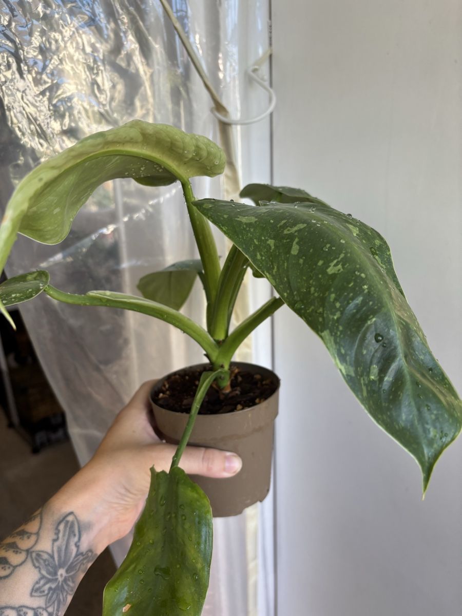 Piante & sementi: Philodendron José Buono (1-8) – Nuovo e nell'imballaggio originale da Basel venduto da Pink_White 1