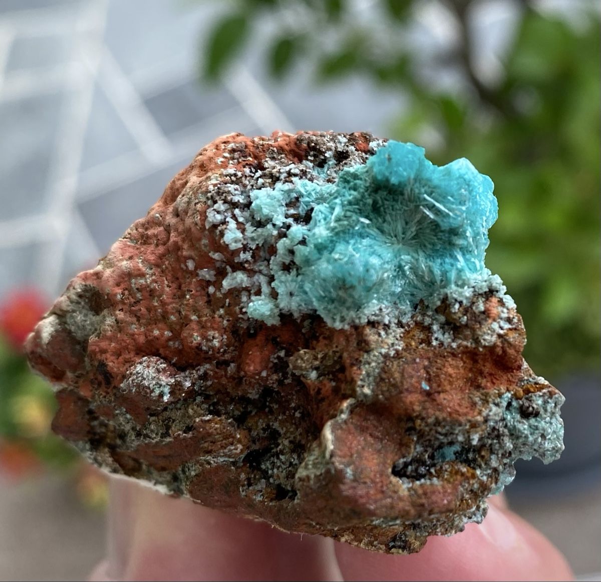 Mineralien & Heilsteine: Super Aurichalicit Mapimi Mexico  – Gebraucht aus Selzach von 321compac 2
