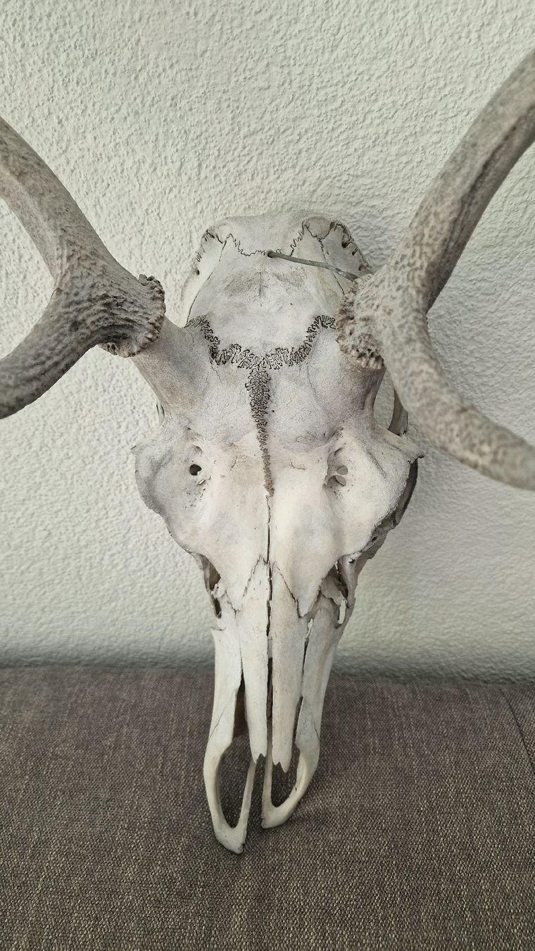 Tutte le decorazioni: Hirschgeweih / Hirschschädel mit Geweih / Dekoration – Usato da Dübendorf venduto da baldi4545 1