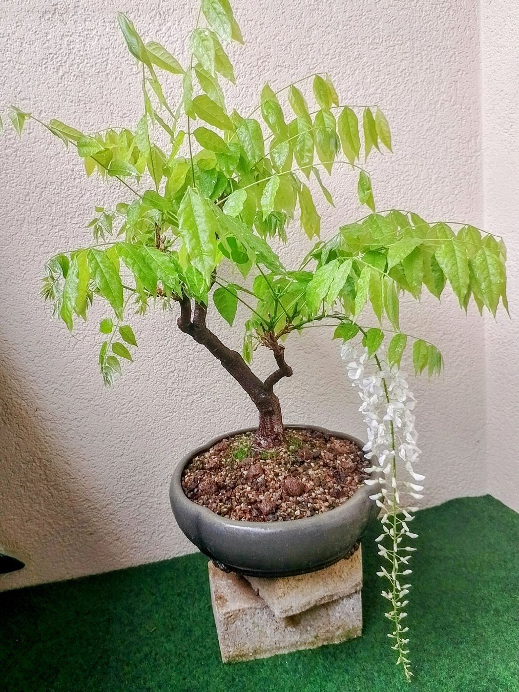 castanea sativa bonsai AVERGO Bonsai Tree Kit Classic - 5X Unique Japanese Bonzai Trees main image 1