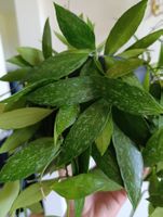 Hoya Gracilis