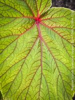 Begonia Grandis Evansiana Sapporo - winterharte Begonie