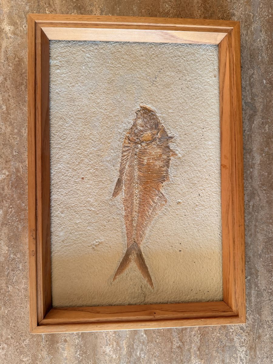 Fossilien: Fossil Diplomytus  – Neu (gemäss Beschreibung) aus Oberwil BL von ndi_sy2n