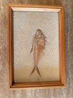 Fossil Diplomytus 