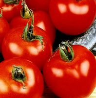 25 Samen Tomate "MONEYMAKER"
