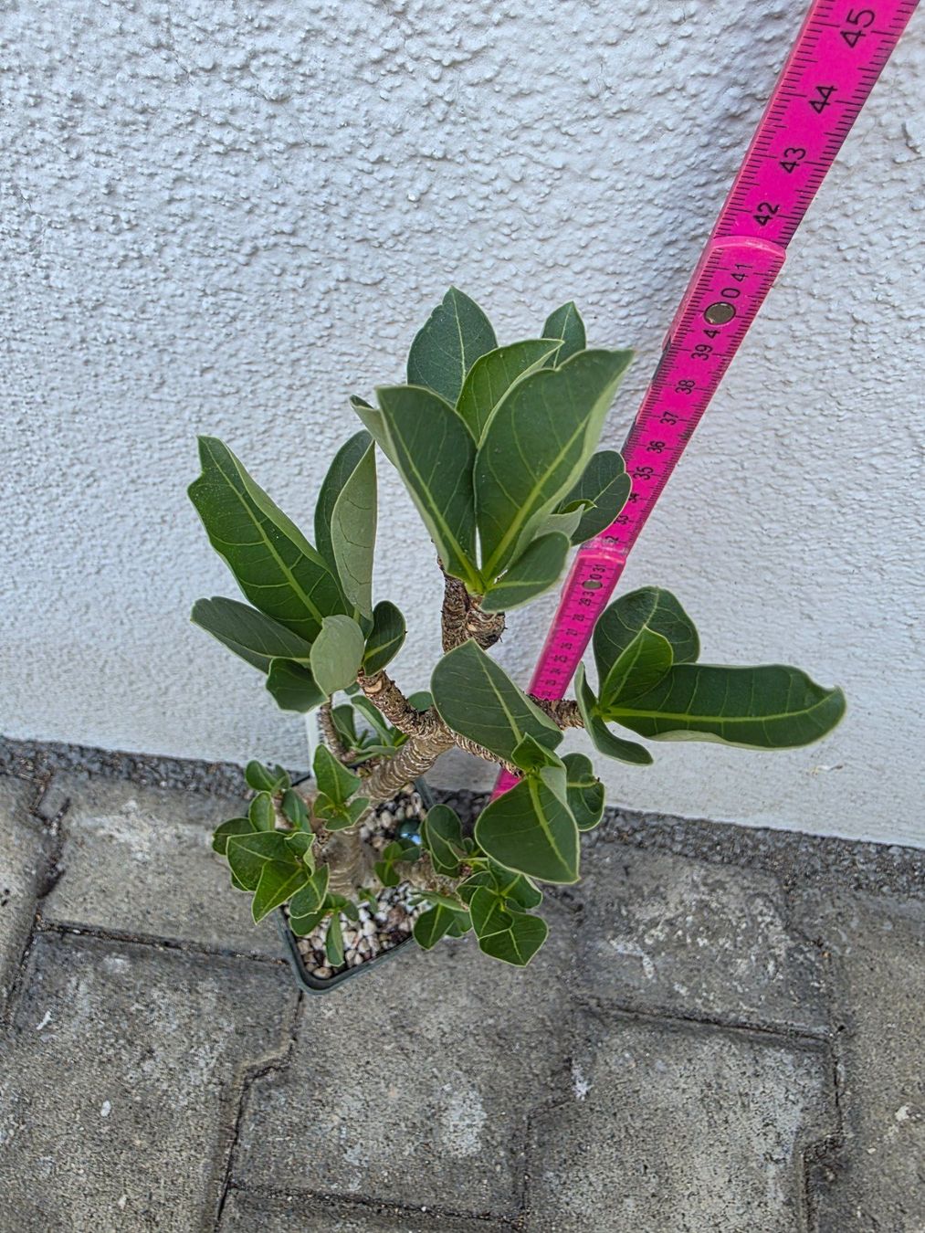 Plantes & graines: Adenium arabicum "Black Hawk" / Wüstenrose – D'occasion à Thalheim par silvara01 3