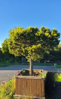 Pinus mugo ‘Ophir’ – 250 cm – mit hochwertigem Holzgefäss