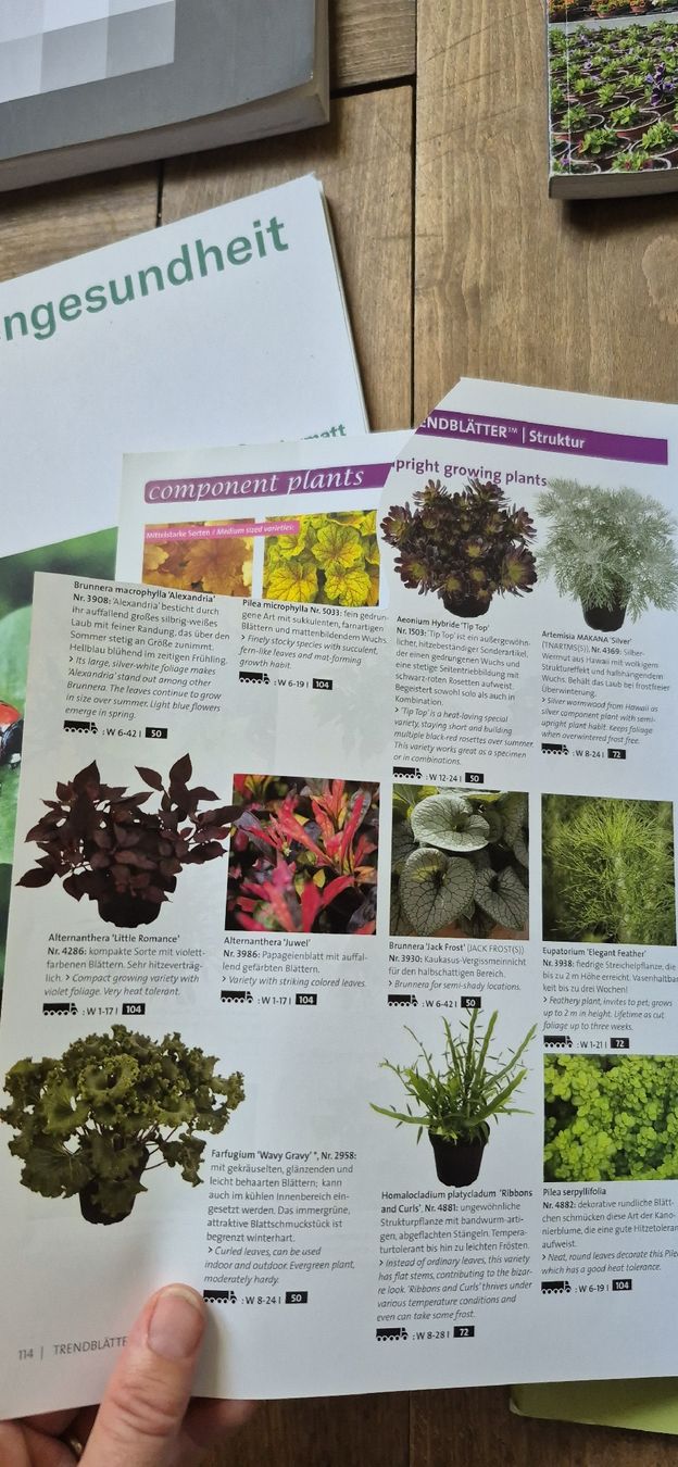 Libri: Kientzler Garten '24 Katalog – Usato da Luzern venduto da 365mal 4