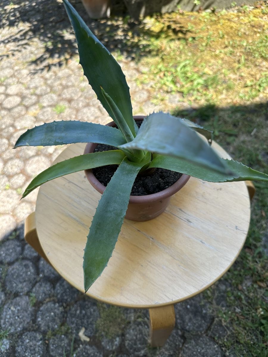Piante & sementi: Agave 20 cm hoch – Usato da Ottikon venduto da lo99 1