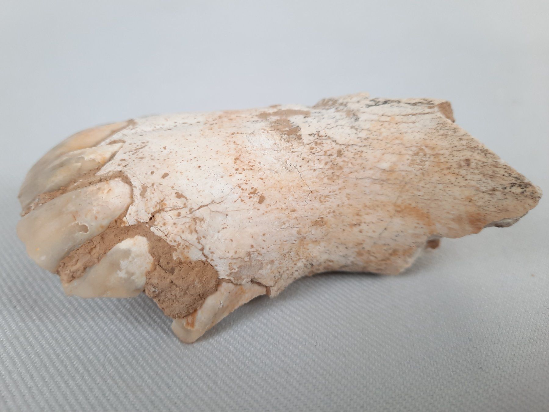 Fossili: Diverse Fossilien – Usato da Beinwil am See venduto da Restwert_Beinwil 7