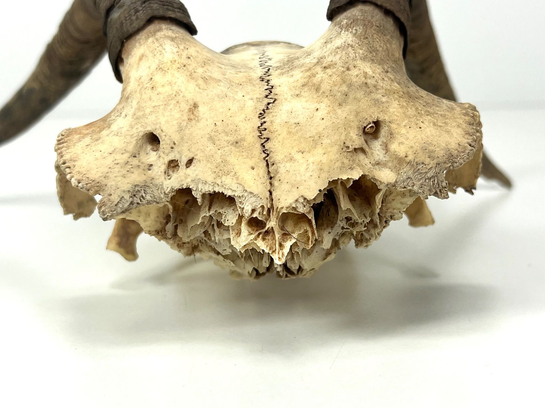 Il mondo degli animali: Echter Ziegen SCHÄDEL mit Hörnern Jagdtrophäe Naturdeko – Usato da Zürich venduto da Arche_Brockenhaus 8