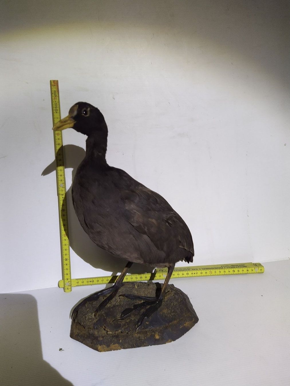 Il mondo degli animali: Blesshuhn / Taucherli präpariert – Usato da Wettingen venduto da Bwalti