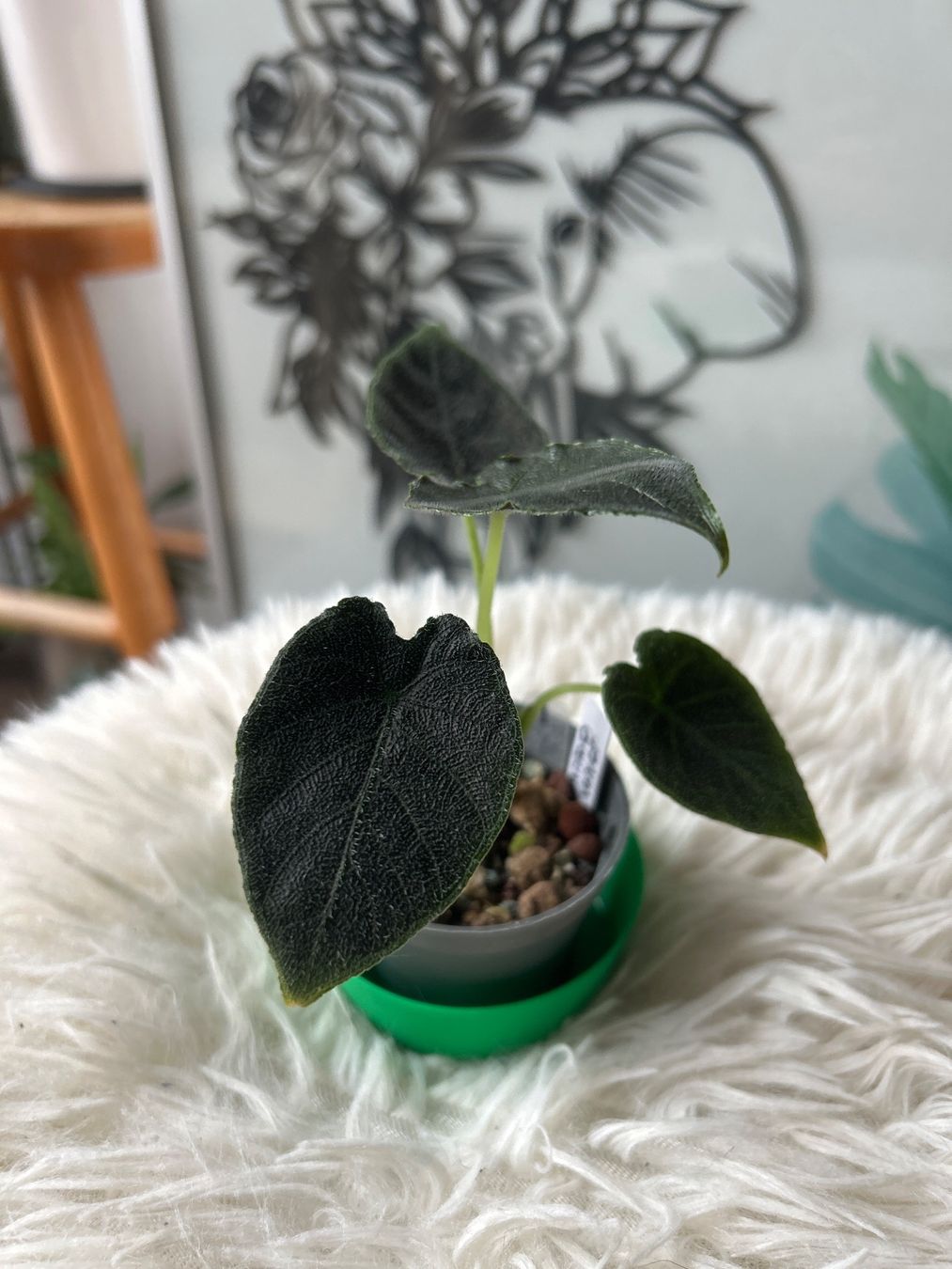 Piante & sementi: Alocasia Antoro Velvet – Nuovo (secondo la descrizione) da Scherzingen venduto da Elefantenohr.ch