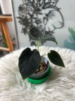 Alocasia Antoro Velvet