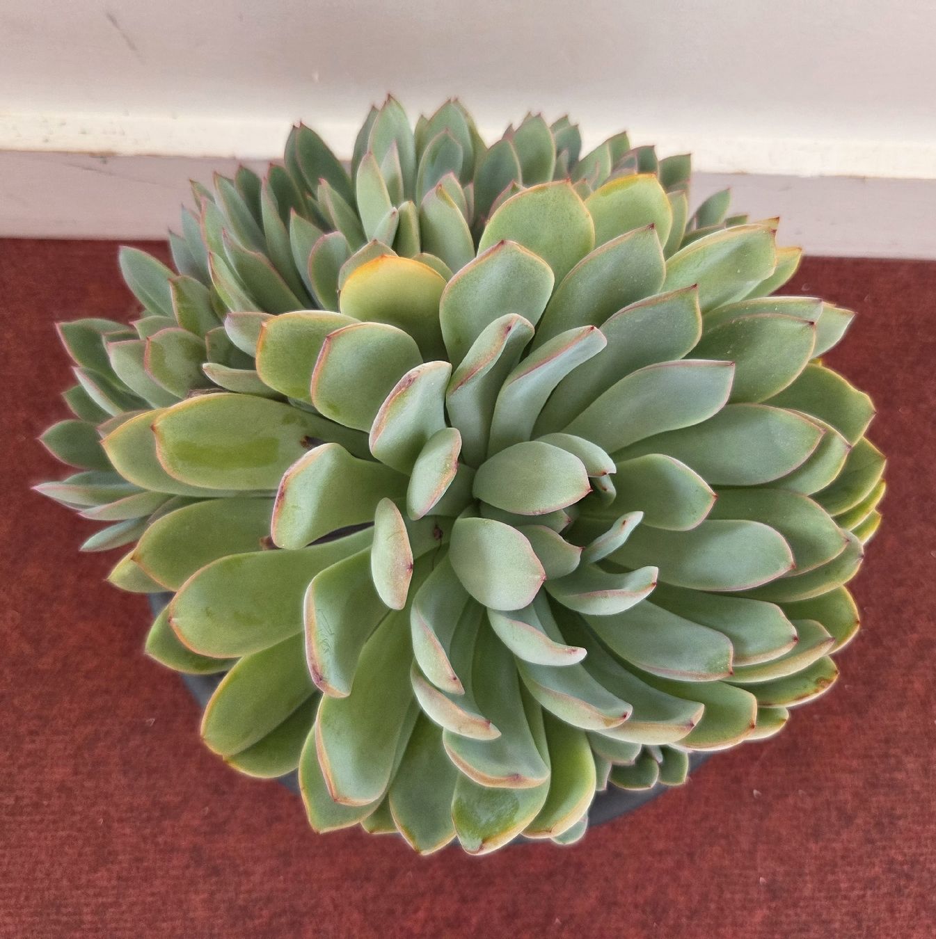 Piante & sementi: Echeveria Pflanze, 18cm breit, mit Top – Usato da Konolfingen venduto da S1000RR-Karin 4