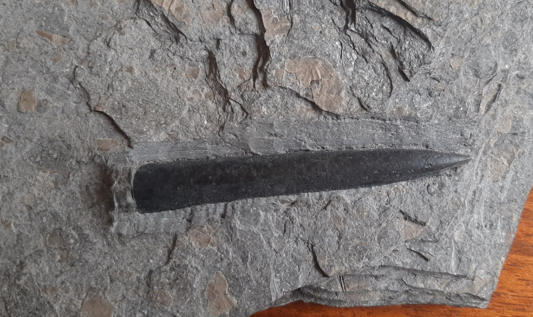 Fossili: Fossil Belemnit Süddeutschland – Usato da Rickenbach BL venduto da Oktober68 2