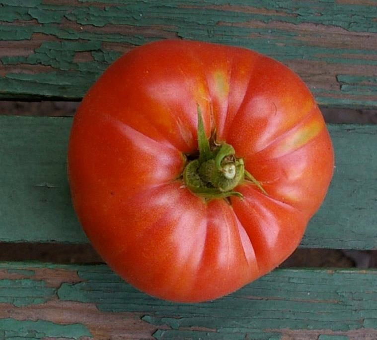 Pflanzen & Samen: 30 Samen OMAR'S LEBANESE Tomato – Neu (gemäss Beschreibung) aus Ehrendingen von VerveinaSamen 1