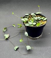 🌿 String of Hearts – Ceropegia woodii #3