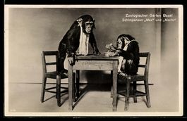 Basel, Zoologischer Garten, Schimpansen 