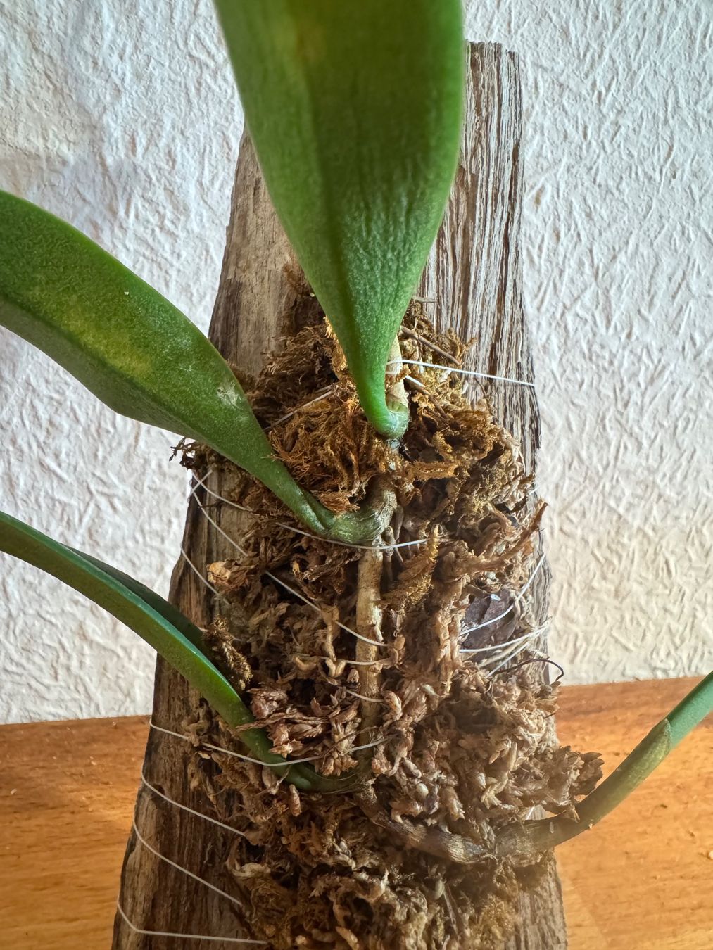 Piante & sementi: Bulbophyllum cheiri – Usato da Männedorf venduto da mrclst 2