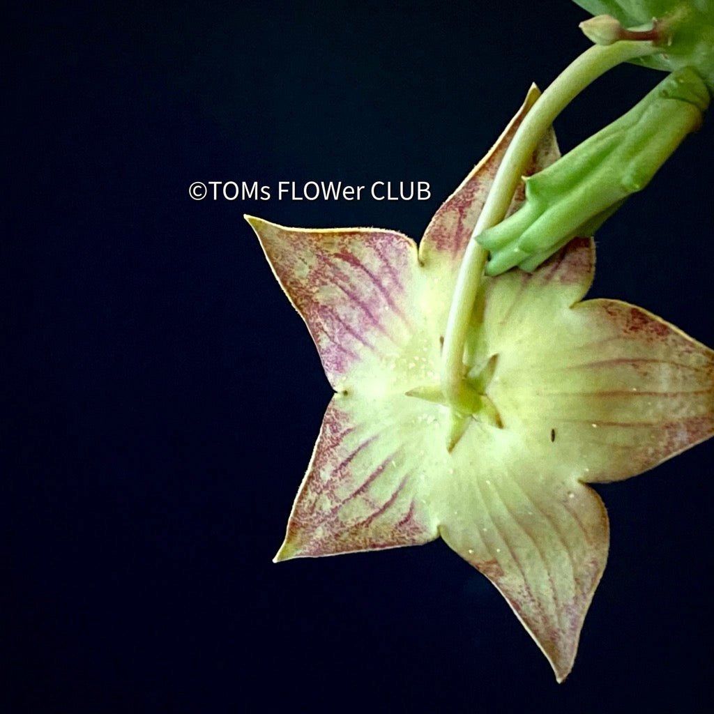Piante & sementi: Stapelia Variegata / Orbea Variegata - mit Sternen-Blüten – Nuovo e nell'imballaggio originale da Adliswil venduto da astom369 5