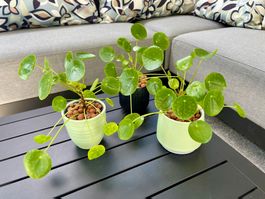 🌿Pilea peperomioides – Chinesischer Geldbaum in Hydrokultur