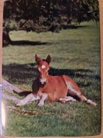 Stiftung für das Pferd Postkarte Fohlen