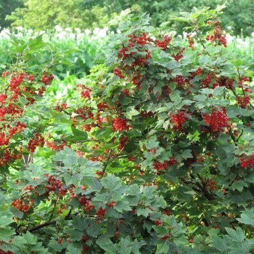 Piante & sementi: Groseillier à grappes 'Jonkheer Van Tets'  2x – Nuovo (secondo la descrizione) da Bremblens venduto da FIBONACCI369 1