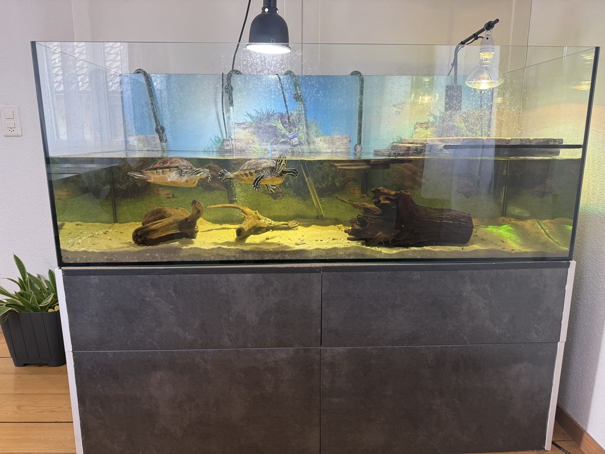 Acquari: Aquarium mit Schildkröten – Usato da Embrach venduto da Bokis 1