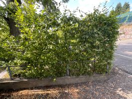 Buchenhecke  220 bis 300cm  hoch