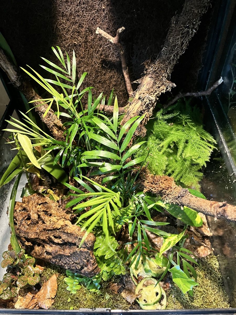Terrario: Terrarium, fixfertig 60x40x40 – Nuovo (secondo la descrizione) da Bern venduto da E-Pic 1