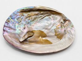 Muschelschale beidseitig hochglanzpoliert – Natur Unikat (2)