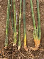 Sansevieria Cylindrica - stolze 80-130cm hoch - top robust