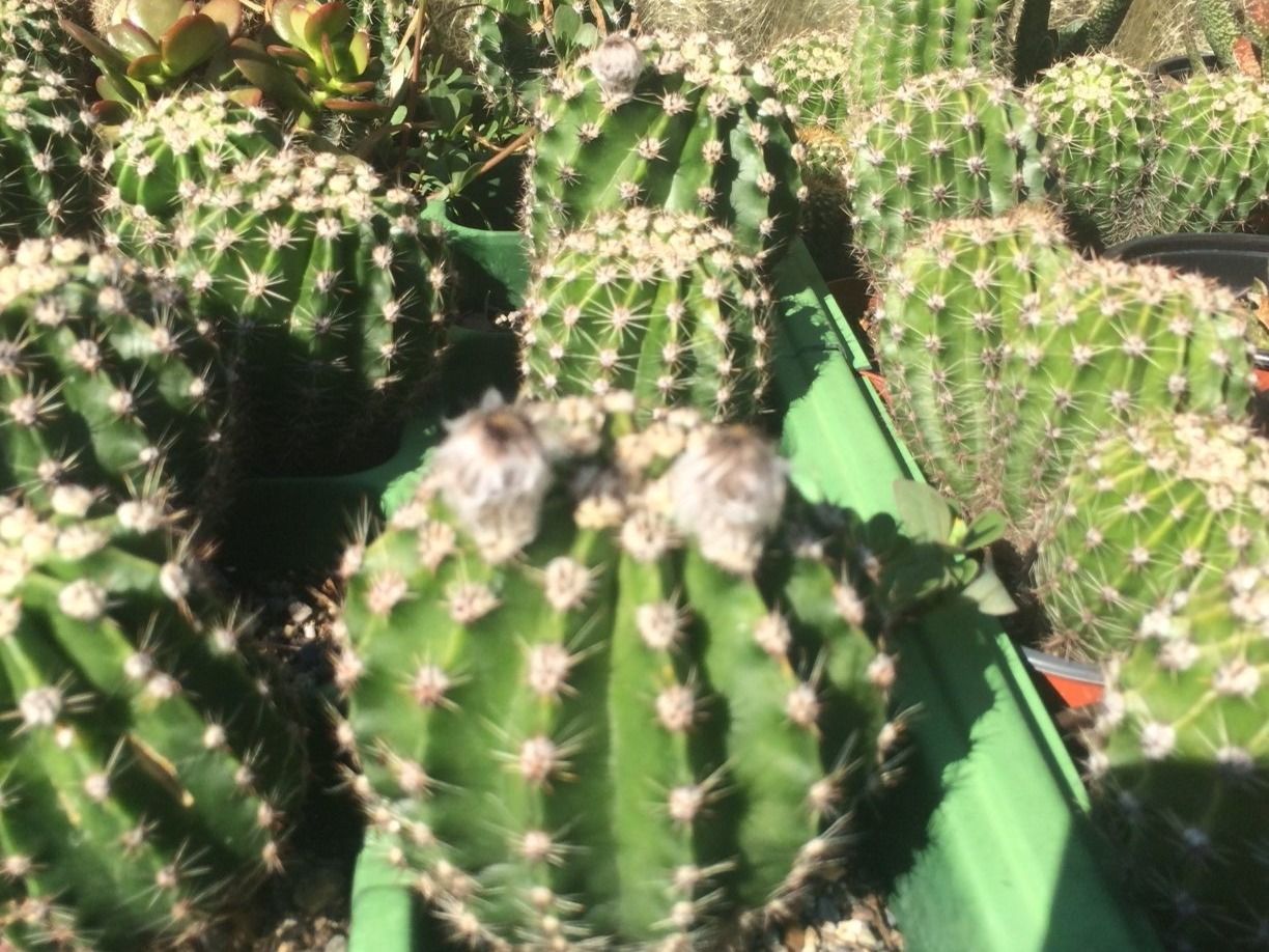 Piante & sementi: Echinopsis eyriesii – Nuovo (secondo la descrizione) da Vinelz venduto da Wellensittich55 6