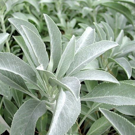 Piante & sementi: Sauge Blanche RARE  15g – Nuovo (secondo la descrizione) da Bremblens venduto da FIBONACCI369 1