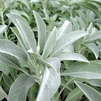 Sauge Blanche - Salvia apiana  RARE  100g