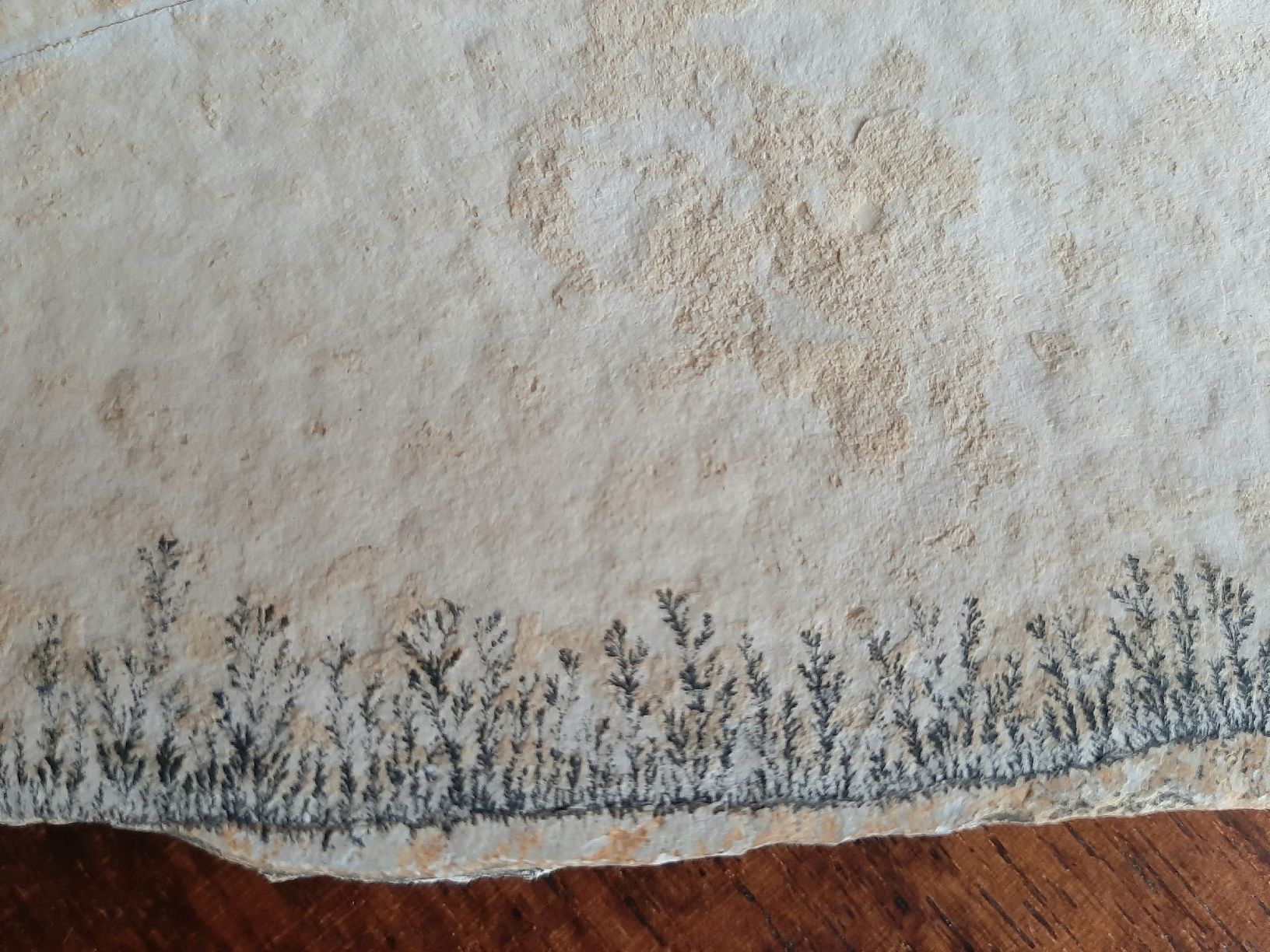 Fossili: Fossiler Ammoniten Kiefer und/oder Verschluss Deckel – Usato da Rickenbach BL venduto da Oktober68 4