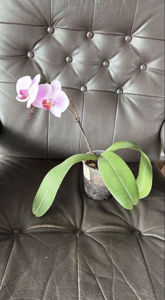 Piante & sementi: Orchidee Phalaenopsis blühend Topf mit zwei Stielen – Usato da Opfershofen TG venduto da dan_nxk8 1