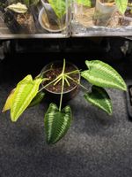 Schismatoglottis Wallichii (mother plant is variegated)