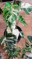 Monstera Albo Variegata Halfmoon – Gewurzelt mit Neuaustrieb