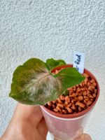 Syngonium Super Red top cutting ♥️