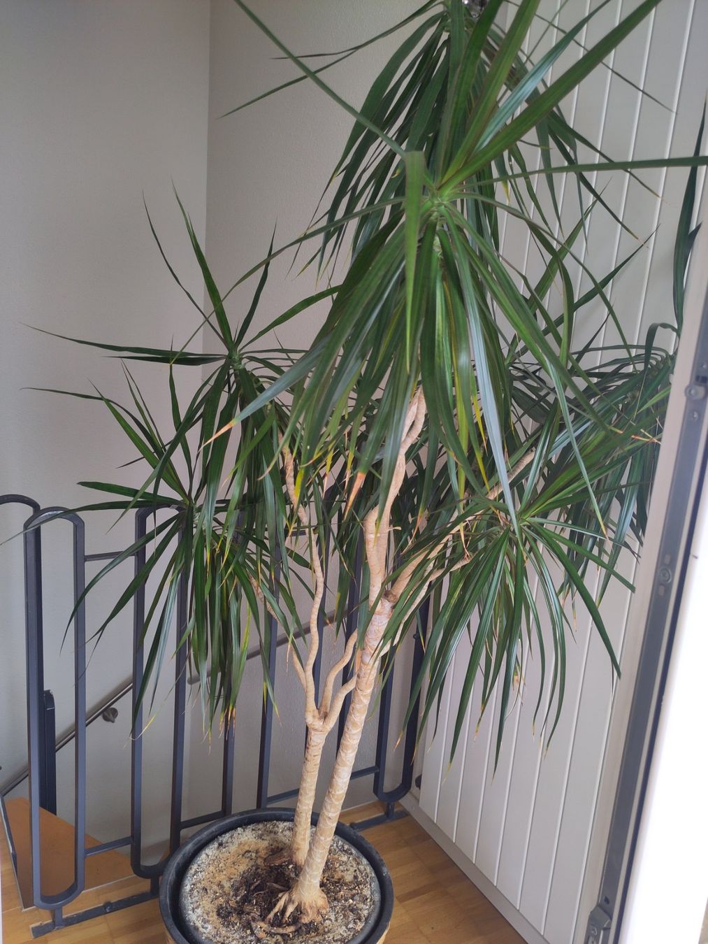 Piante & sementi: Zimmerpflanze Drachenbaum ca. 1.80 m – Usato da Zürich venduto da babsypsilon 1