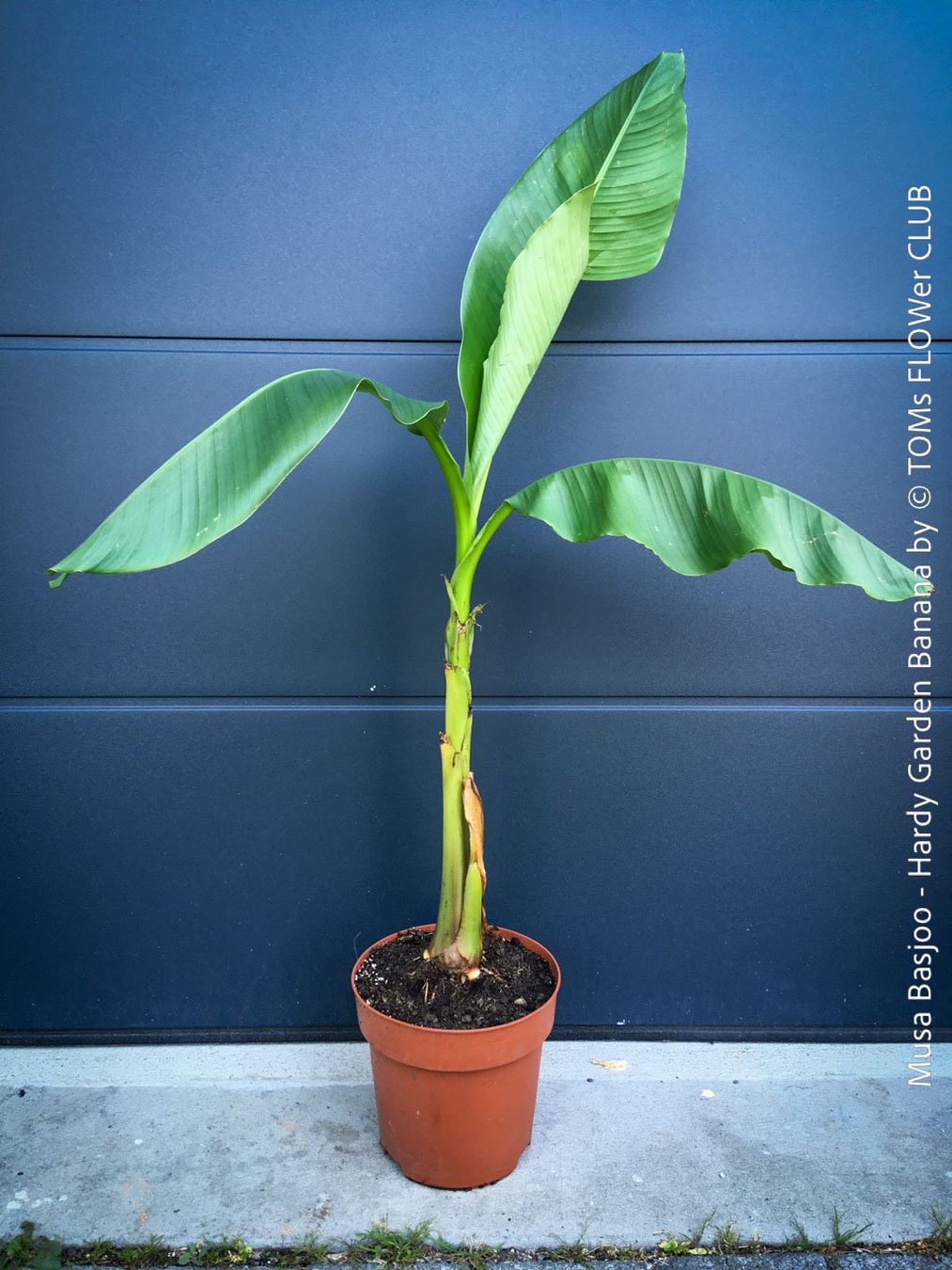 Piante & sementi: Winterharte Gartenbanane 140cm - Musa Basjoo - Top robust – Nuovo e nell'imballaggio originale da Adliswil venduto da astom369
